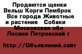 Продаются щенки Вельш Корги Пемброк  - Все города Животные и растения » Собаки   . Московская обл.,Лосино-Петровский г.